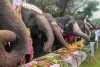 हाथी गांव में सजा शाही हाथी फैशन शो: विश्व हाथी दिवस पर पारंपरिक पोशाक और प्राचीन आभूषणों से सजे हाथियों ने किया रैंप वॉक, संरक्षण का दिया संदेश 
