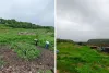 रणथम्भौर में कचरे के ढेर के पास दिखा सांभर, वन विभाग ने एएसआई को जारी किया नोटिस