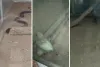 नाग पंचमी पर जयपुर चिड़ियाघर में अनोखा नजारा, कोबरा के सामने आए दो चूजे, सांप ने शिकार नहीं कर दिया जीवनदान