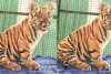 नाहरगढ़ बायोलॉजिकल पार्क : साढ़े पांच महीने की हुई मादा शावक, नियोनेटल केयर यूनिट में किया जा रहा लालन-पालन