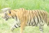 नाहरगढ़ बायोलॉजिकल पार्क : बाघ के हमले से पहले भी हुई कई घटनाएं, कभी लेपर्ड पिंजरे से बाहर निकला तो कभी भालू ने पिंजरा तोड़ा