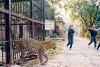 121 साल पुराने पिंजरों में रखे जा रहे रेस्क्यू जंगली जानवर