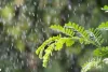 Weather Update : चक्रवात अर्नब का राजस्थान में दिखेगा असर, 30 अक्टूबर को 22 जिलों में बारिश का अलर्ट