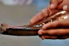 तिल-जल से तर्पण भी श्राद्ध का विकल्प, गाय को चारा खिलाने का भी विधान
