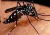 Rajasthan में डेंगू के मामले बढ़े, इस साल चिकनगुनिया-मलेरिया से भी आगे