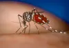 चिली में डेंगू के 135 मामले दर्ज, पीड़ित दूसरे देशों की यात्रा के दौरान हुए संक्रमित 