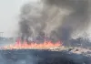 प्रतिबंध के बावजूद नौलाइयों में आग लगा रहे किसान
