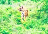 रणथम्भौर के जंगल में कायम है ‘जय’ की बादशाहत, जोन 6 से 10 तक चलता है दबदबा