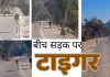कोटा में बीच सड़क पर टाइगर आने से दहशत : बाघ को देखकर दौड़ पड़ी गाय, लोगों ने बनाया वीडियो