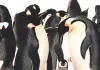 दक्षिण अफ्रीका में 60 हजार से ज्यादा पेंग्विन भूख से मरे, सारडीन मछली का गायब होना बना कारण