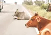 हाइवे पर आवारा पशुओं से हादसे का खतरा : जयपुर-आगरा और जयपुर-रेवाड़ी राष्ट्रीय राजमार्ग कॉरिडोर पर बचाव का पायलट प्रोजेक्ट लॉन्च, वाहनों के साथ जनहानि