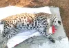 नाहरगढ़ अभयारण्य वन क्षेत्र में मिला दो दिन पुराना लेपर्ड का शव, बायोलॉजिकल पार्क स्थित रेस्क्यू सेंटर में किया पोस्टमार्ट्म 