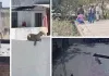 रींगस में पैंथर की दहशत : घर के बाहर महिला पर किया हमला, गंभीर रुप से घायल; ट्रेंकुलाइज का प्रयास जारी