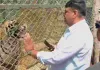 वन मंत्री ने नाहरगढ बायोलॉजिकल पार्क का किया दौरा : रानी के पाँचों शावकों का किया नामकरण, भालू के जोड़े को भी छोड़ा डिस्प्ले एनक्लोजर में
