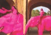 विदेशी फोटोग्राफर के 'गुलाबी हाथी' फोटोशूट को लेकर विवाद : वीडियो सोशल मीडिया पर वायरल, यूजर्स बोले- यह वन्यजीवों के साथ अनुचित व्यवहार 