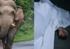 कोडरमा में जंगली हाथी का कहर: महुआ चुनने गई महिला की मौत, 4 दिनों में 3 लोगों की खा गए जिंदगी