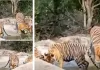 सरिस्का में एक साथ 5 बाघों को देखकर विदेशी पर्यटक रोमांचित : दृश्य को कैमरे में किया कैद, पानी के बीच अठखेलियां करते दिखे शावक
