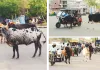 यातायात में खलल : सड़क पर मूविंग ट्रैफिक नहीं, मूविंग पशु; वाहन चालकों को बदलना पड़ा रास्ता