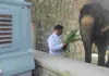 गर्मी में हाथियों की शाही देखभाल : हाथी गांव बना कूल जोन, आयुर्वेदिक तेल से सुरक्षा-भीषण गर्मी में खास इंतजाम
