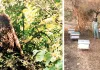 सावधान: मधुमक्खियों का छत्ता तोड़ा तो 3 साल की जेल