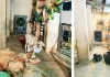 गायों को भी मिलेगी गर्मी से राहत, बीच-बीच में पानी का छिड़काव 