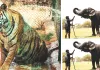 जयपुर में वन्यजीवों के लिए कूल इंतजाम, स्प्रिंकलर-कूलर से मिल रही राहत 