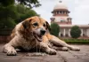 सुप्रीम कोर्ट का बड़ा फैसला, रैबीज पीड़ित कुत्ताें को दया मृत्यु देने की अनुमति संबंधी एनजीओ की याचिका पर सुनवाई से इनकार