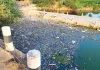 वंदे गंगा अभियान के बीच प्रदूषण से कराह रही नदी