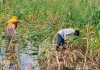भण्डेड़ा में जलभराव समस्या पर किसानों की मांग तेज, जानें पूरा मामला 