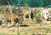 अंतरराष्ट्रीय बाघ दिवस : प्रदेश के चार बायोलॉजिकल पार्कों में 18 टाइगर, अकेले नाहरगढ़ में दहाड़ रहे 14 टाइगर