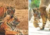 अंतरराष्ट्रीय बाघ दिवस : बाघों की दहाड़ से गूंज रहा राजस्थान, 149 तक पहुंची बाघों की संख्या