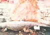 इंदिरा गांधी नहर में फिर मिला 10 फीट लम्बा घड़ियाल, एक घंटे मशक्कत के बाद वन विभाग ने किया रेस्क्यू