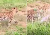 झालाना में फ्लोरा के शावक ने सीखा पहला शिकार : खरगोश का किया पीछा, पर्यटकों के कैमरे में कैद हुआ रोमांचक पल