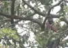 महाराष्ट्र में कर्ज माफी को लेकर उग्र प्रदर्शन : किसानों ने दी आत्महत्या की धमकी, रस्सियां लेकर पेड़ पर चढ़े किसान