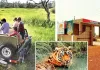  मुकुंदरा के बोराबास में इसी माह शुरू होगी नई जंगल सफारी, पर्यटकों को ऐतिहासिक धरोहरों व वन्यजीवों का मिलेगा रोमांच