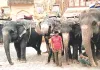 वर्ल्ड एलिफेंट डे : घटा हाथी सवारी का आकर्षण, 8 साल में 70% पर्यटक हुए कम