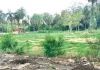 जेडीबी आर्ट्स कॉलेज परिसर में हरियाली व सौंदर्यीकरण के नाम पर लगा दिए खतरनाक  प्रतिबंधित कोनोकार्पस 