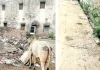 कहीं सफाई-रोशनी बेहाल, कहीं चंबल के शहर में पानी का इंतजार