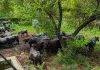 उमरी वन क्षेत्र में विशेष अभियान : सरिस्का में अवैध चराई पर वन विभाग का बड़ा शिकंजा, 30 से अधिक भैंसें जब्त
