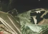 आर्मी अफसरों की गाड़ी हादसे का शिकार : मेजर ने गंवाई जान, दो लेफ्टिनेंट गंभीर घायल