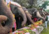 हाथी गांव में सजा शाही हाथी फैशन शो: विश्व हाथी दिवस पर पारंपरिक पोशाक और प्राचीन आभूषणों से सजे हाथियों ने किया रैंप वॉक, संरक्षण का दिया संदेश 