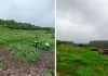 रणथम्भौर में कचरे के ढेर के पास दिखा सांभर, वन विभाग ने एएसआई को जारी किया नोटिस