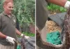 शहर के राजबाग क्षेत्र में निकला 5 फीट लंबा अजगर, वन विभाग ने किया सुरक्षित रेस्क्यू