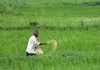असर खबर का : एफएमएस ऐप पर लगेगी रोक, मिला आश्वासन