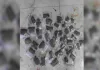 ‘मिशन जागृति’ अभियान : जयपुर दक्षिण पुलिस की बड़ी कार्रवाई, 16 जगह दबिश, 18 तस्कर गिरफ्तार