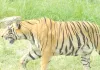 नाहरगढ़ बायोलॉजिकल पार्क : बाघ के हमले से पहले भी हुई कई घटनाएं, कभी लेपर्ड पिंजरे से बाहर निकला तो कभी भालू ने पिंजरा तोड़ा