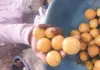 कम बारिश से फीकी पड़ी नींबू की खटास, मुहाना मंडी में भाव पहुंचे 150 रुपए प्रति किलो तक