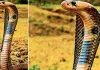 सांप के जहर से ज्यादा जहरीला अंधविश्वास, झाड़ फूंक में गंवा रहे अपनों की जान