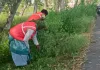 असर खबर का : हाईवे किनारे शुरू हुआ सौंदर्यीकरण कार्य, झाड़ियों और कंटीले बबूल की सफाई शुरू