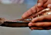 तिल-जल से तर्पण भी श्राद्ध का विकल्प, गाय को चारा खिलाने का भी विधान